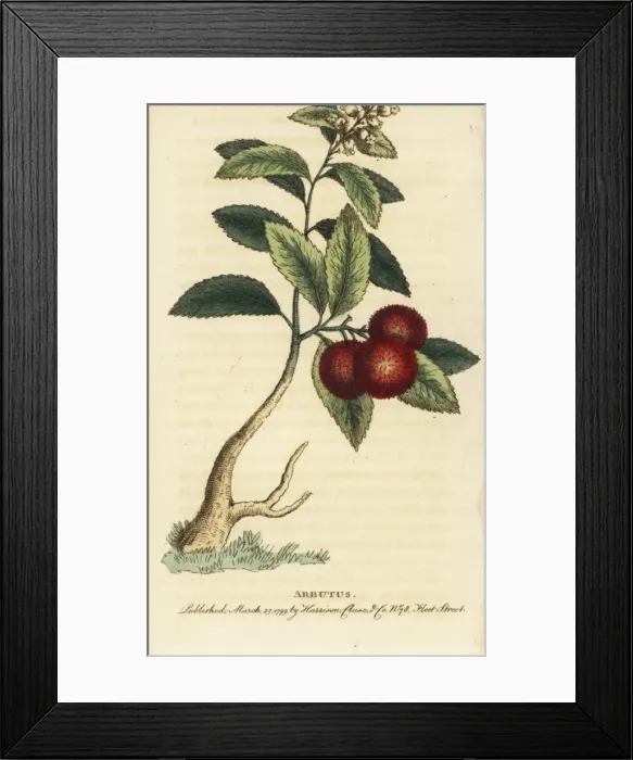 Framed Print : Strawberry tree or cane apple, Arbutus unedo Framed Print : Strawberry tree or cane apple, Arbutus unedo