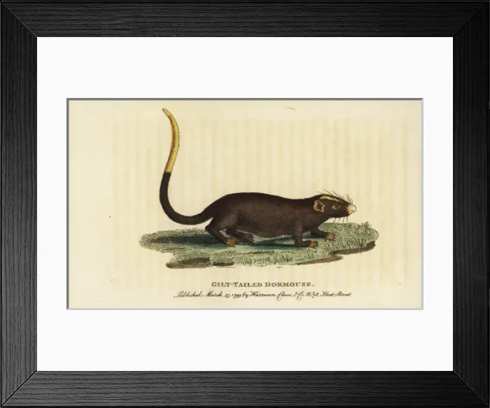 Framed Print : Gilt tailed dormouse, Myoxus chrysurus Framed Print : Gilt tailed dormouse, Myoxus chrysurus