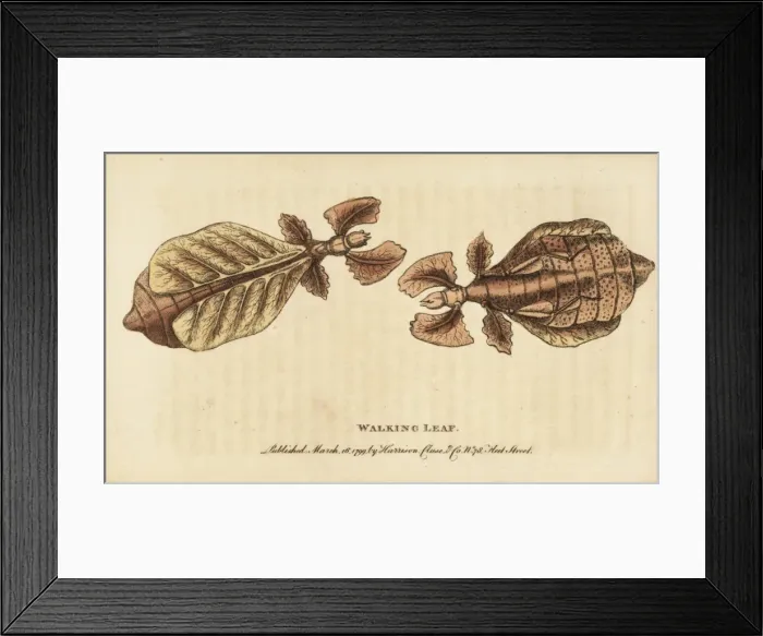 Framed Print : Walking leaf insect, Phyllium species Framed Print : Walking leaf insect, Phyllium species