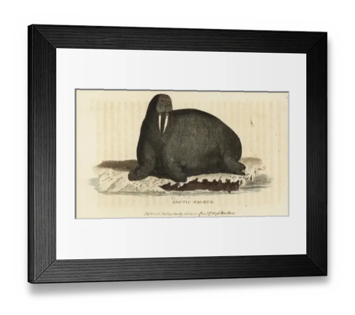 Framed Print : Walrus, Odobenus rosmarus Framed Print : Walrus, Odobenus rosmarus