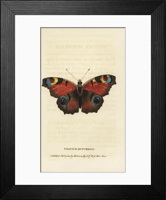 Framed Print : Peacock butterfly, Inachis io Framed Print : Peacock butterfly, Inachis io