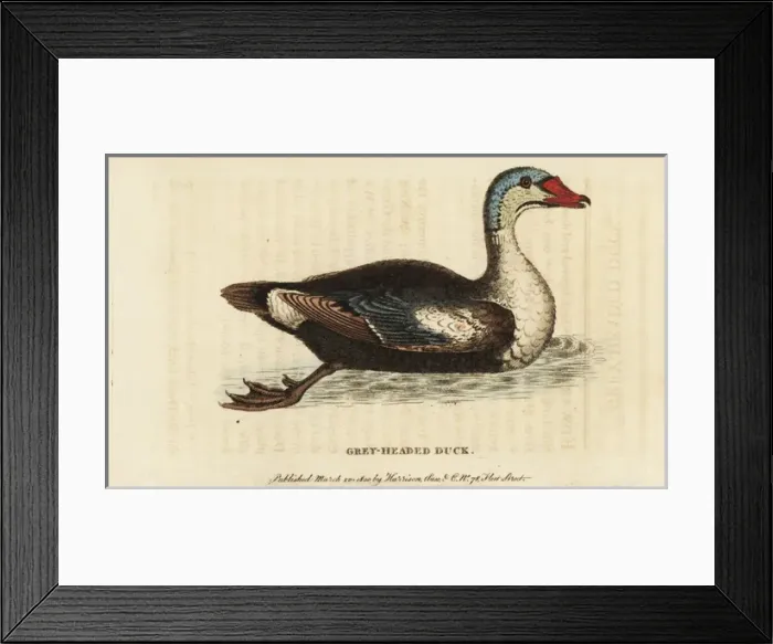 Framed Print : King eider, Somateria spectabilis Framed Print : King eider, Somateria spectabilis