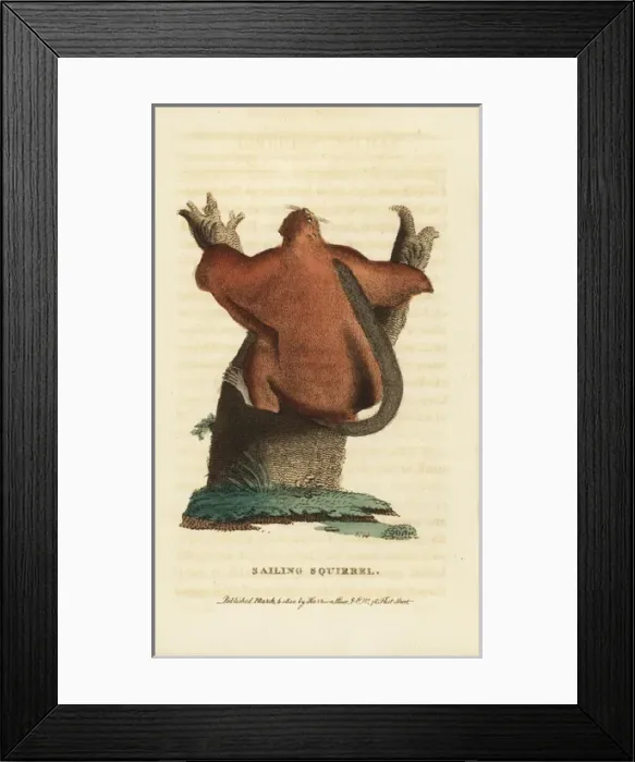 Framed Print : Arrow flying squirrel, Petinomys sagitta Framed Print : Arrow flying squirrel, Petinomys sagitta