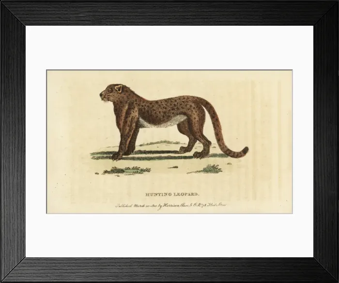 Framed Print : Cheetah or hunting leopard, Acinonyx jubatus Framed Print : Cheetah or hunting leopard, Acinonyx jubatus