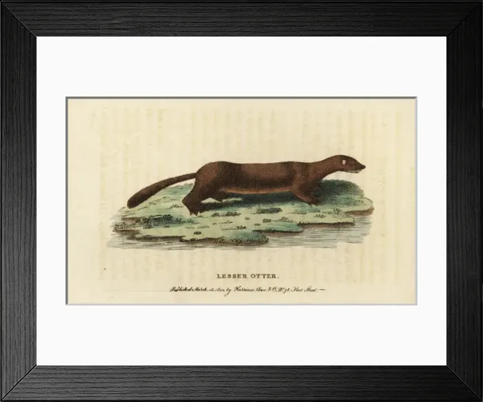 Framed Print : European or Russian mink, Mustela lutreola Framed Print : European or Russian mink, Mustela lutreola