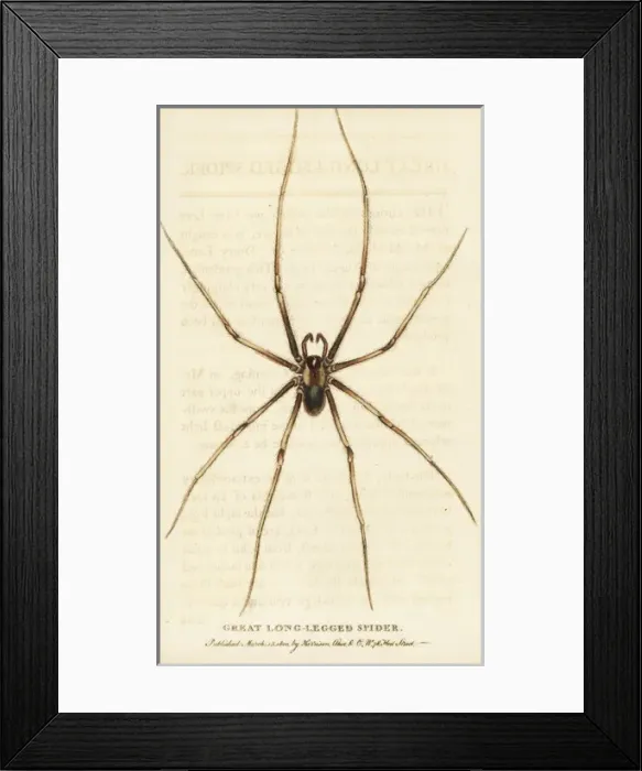 Framed Print : Great long-legged spider Framed Print : Great long-legged spider