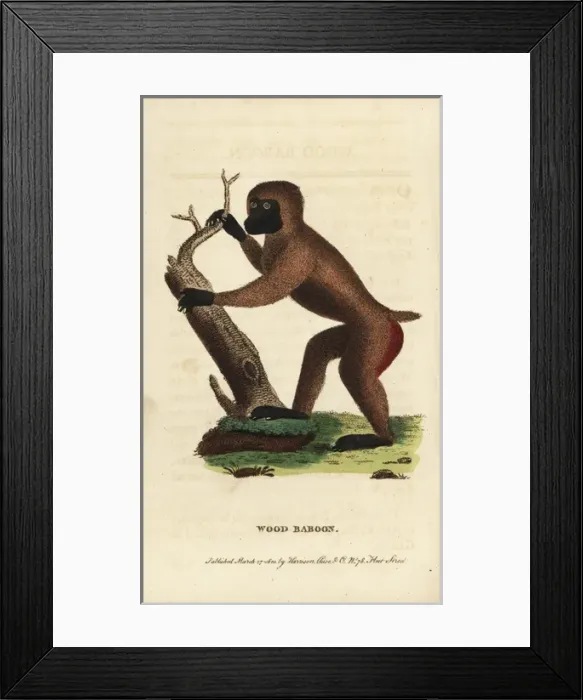 Framed Print : Drill, Mandrillus leucophaeus Framed Print : Drill, Mandrillus leucophaeus