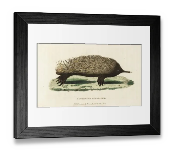 Framed Print : Short-beaked echidna, Tachyglossus aculeatus Framed Print : Short-beaked echidna, Tachyglossus aculeatus