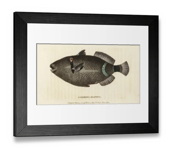 Framed Print : Cinereous guaperva, Chaetodon species Framed Print : Cinereous guaperva, Chaetodon species