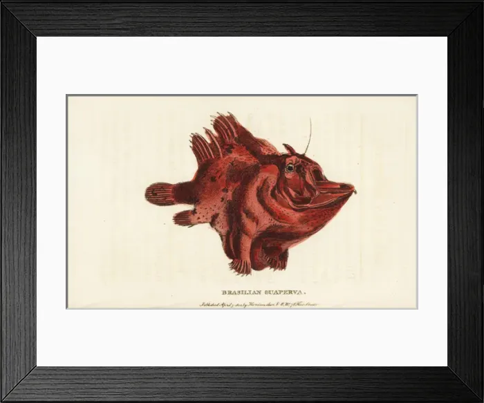 Framed Print : Brasilian guaperva, species of frogfish Antennariinae Framed Print : Brasilian guaperva, species of frogfish Antennariinae