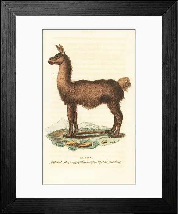 Framed Print : Llama, Lama glama Framed Print : Llama, Lama glama