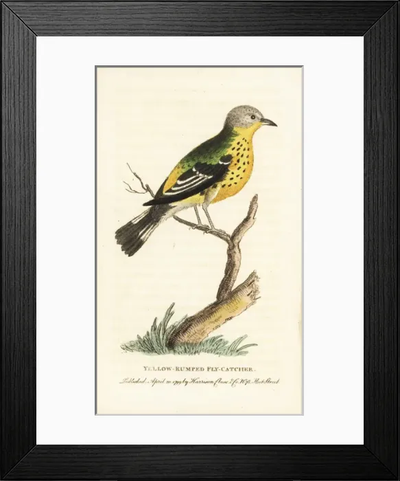 Framed Print : Yellow rumped warbler, Setophaga coronata Framed Print : Yellow rumped warbler, Setophaga coronata