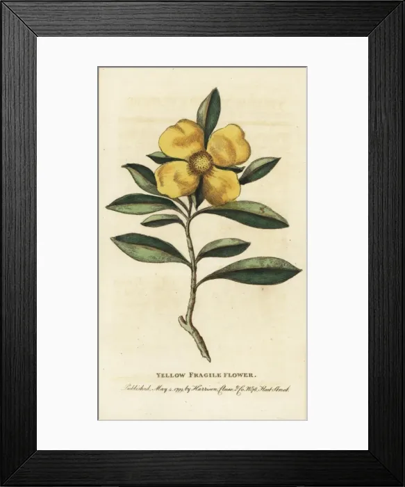 Framed Print : Yellow fragile flower of New South Wales, Australia Framed Print : Yellow fragile flower of New South Wales, Australia