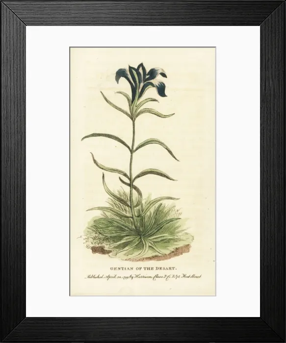 Framed Print : Pine barrens gentian, Gentiana autumnalis