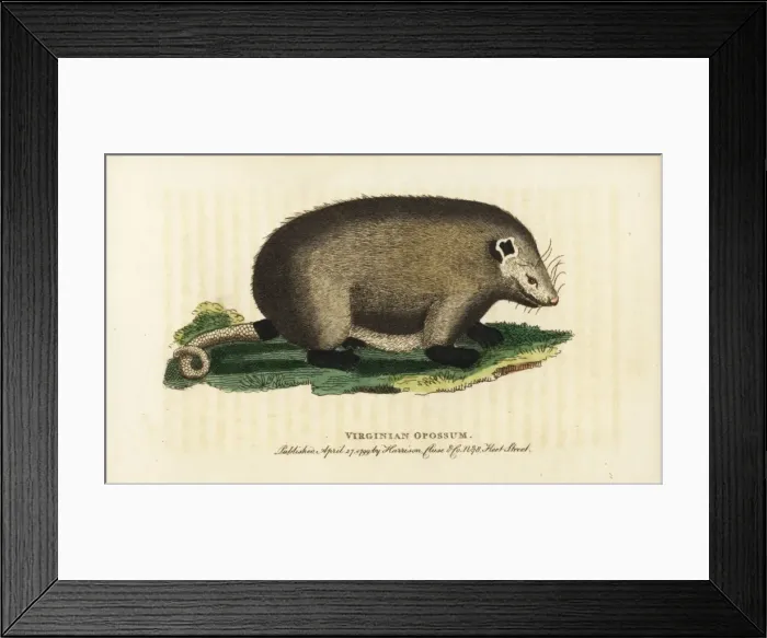 Framed Print : Virginia opossum, Didelphis virginiana Framed Print : Virginia opossum, Didelphis virginiana