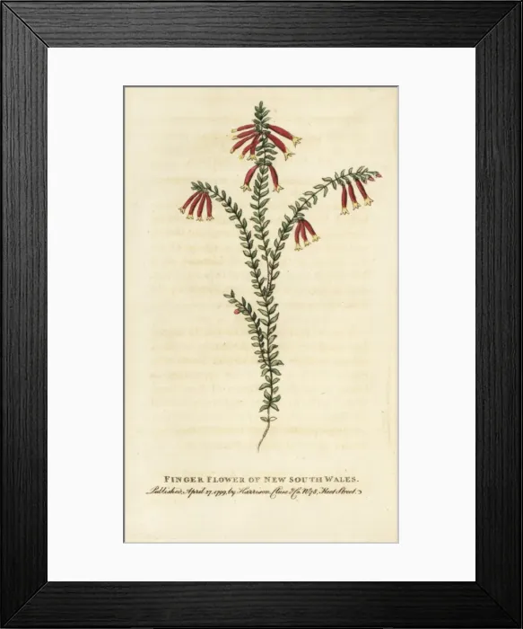Framed Print : Finger flower of New South Wales, Australia Framed Print : Finger flower of New South Wales, Australia