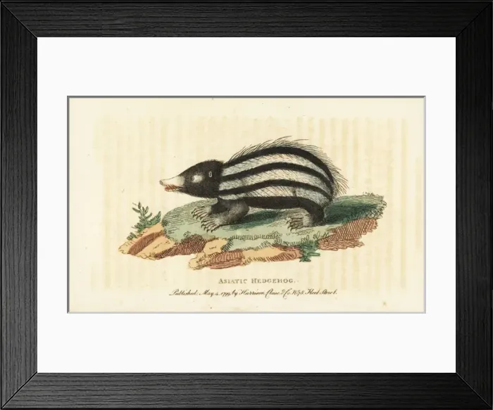 Framed Print : Lowland streaked tenrec, Hemicentetes semispinosus Framed Print : Lowland streaked tenrec, Hemicentetes semispinosus