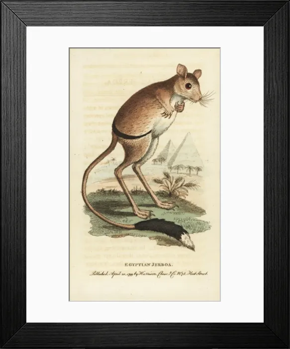 Framed Print : Greater Egyptian jerboa, Jaculus orientalis Framed Print : Greater Egyptian jerboa, Jaculus orientalis