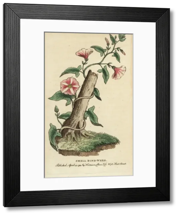 Framed Print : Field bindweed, Convolvulus arvensis Framed Print : Field bindweed, Convolvulus arvensis