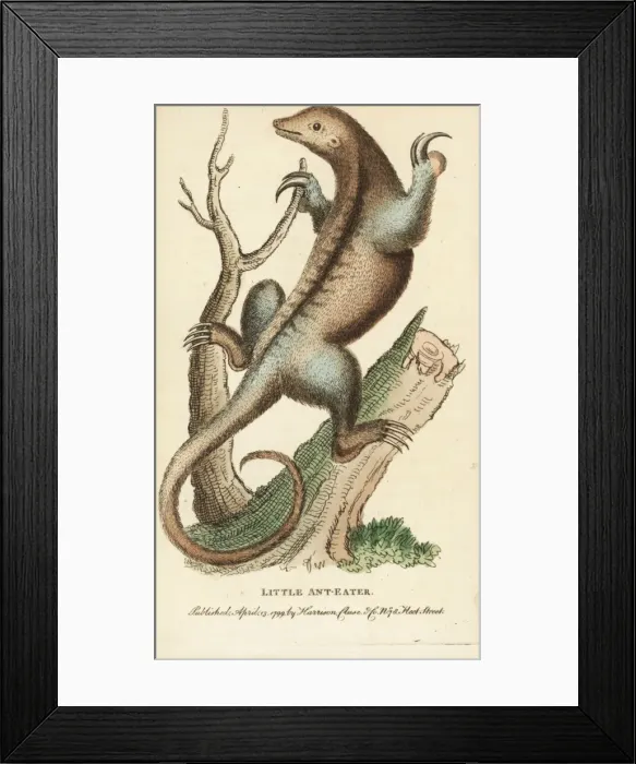 Framed Print : Silky anteater, Cyclopes didactylus Framed Print : Silky anteater, Cyclopes didactylus