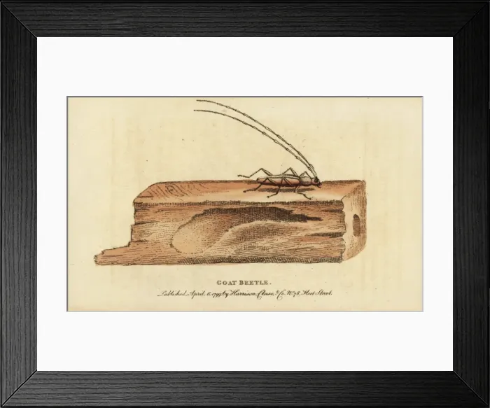 Framed Print : Wood boring beetle Framed Print : Wood boring beetle