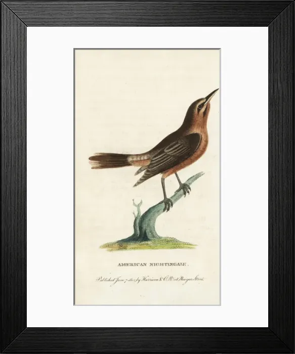 Framed Print : Orchard oriole, Icterus spurius Framed Print : Orchard oriole, Icterus spurius