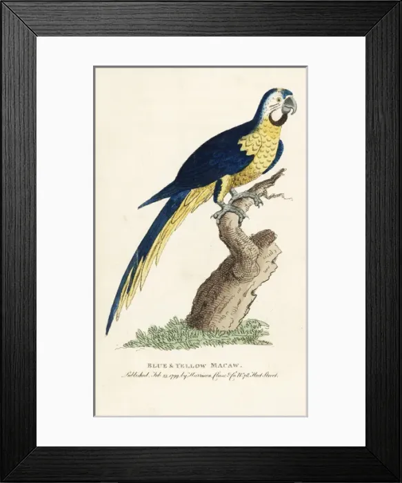 Framed Print : Blue and yellow macaw, Ara ararauna Framed Print : Blue and yellow macaw, Ara ararauna