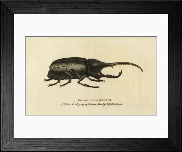 Framed Print : Hercules beetle, Dynastes hercules Framed Print : Hercules beetle, Dynastes hercules