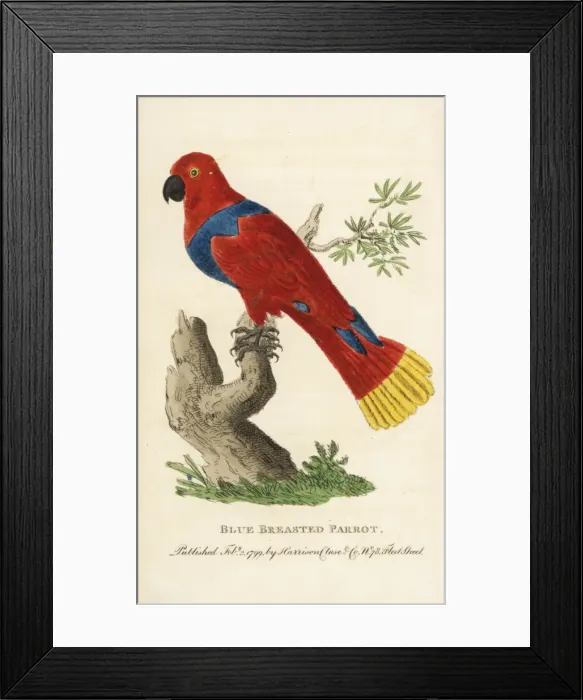 Framed Print : Female eclectus parrot, Eclectus roratus Framed Print : Female eclectus parrot, Eclectus roratus