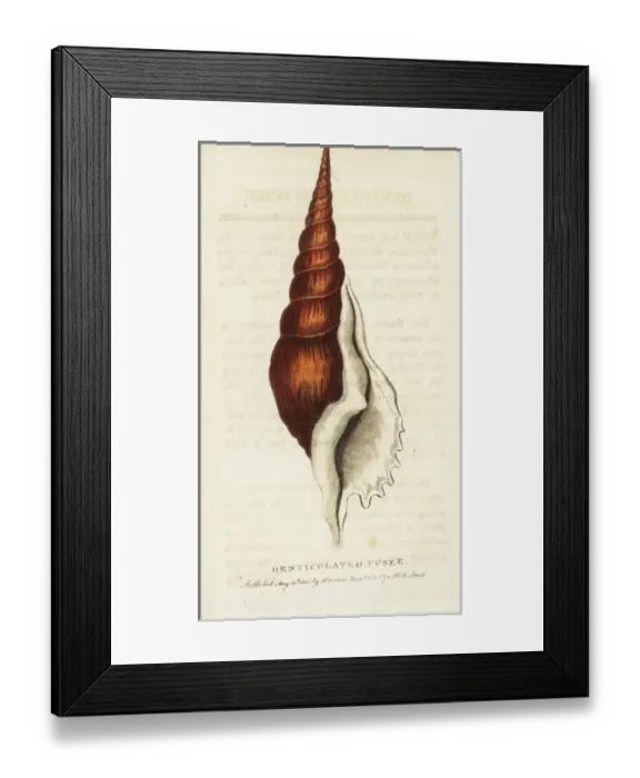 Framed Print : Denticulated fusee shell, Tibia fusus conch shell Framed Print : Denticulated fusee shell, Tibia fusus conch shell