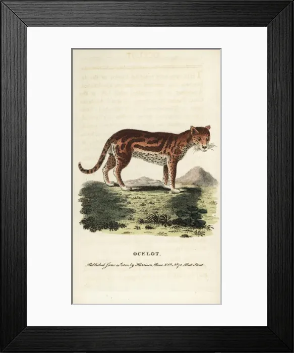 Framed Print : Ocelot or dwarf leopard, Leopardus pardalis Framed Print : Ocelot or dwarf leopard, Leopardus pardalis