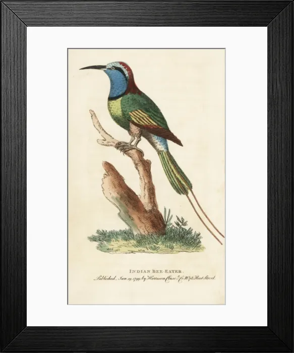 Framed Print : Indian bee eater, Merops orientalis Framed Print : Indian bee eater, Merops orientalis