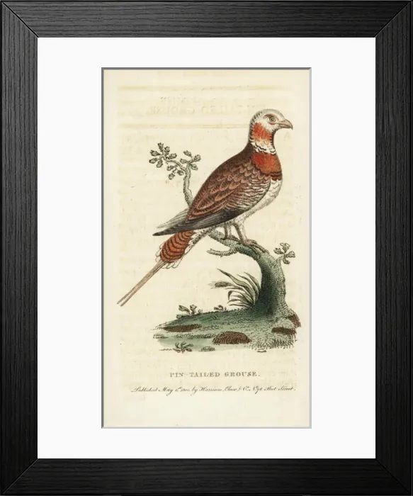 Framed Print : Pin-tailed sandgrouse, Pterocles alchata Framed Print : Pin-tailed sandgrouse, Pterocles alchata