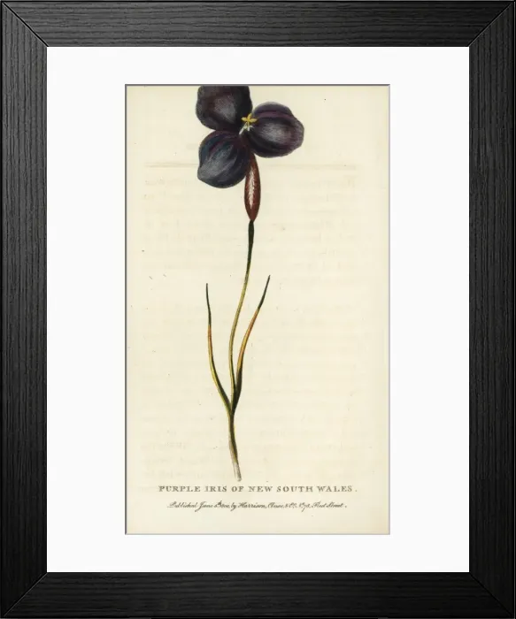 Framed Print : Purple iris of New South Wales, Australia Framed Print : Purple iris of New South Wales, Australia