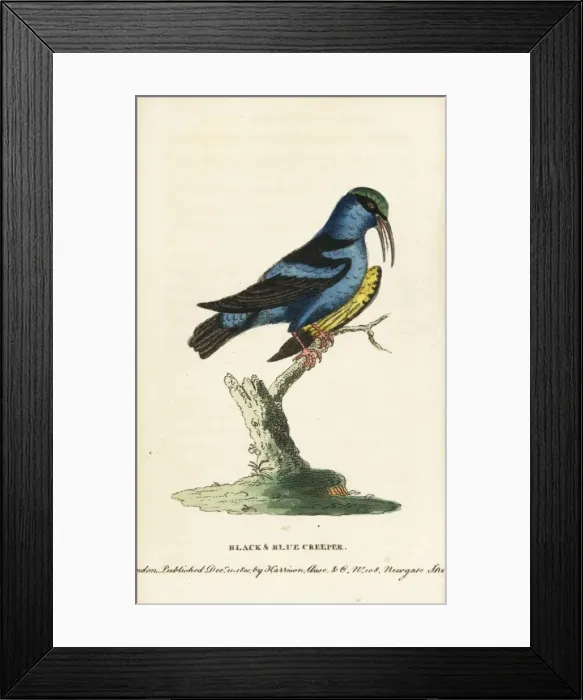 Framed Print : Red-legged honeycreeper, Cyanerpes cyaneus Framed Print : Red-legged honeycreeper, Cyanerpes cyaneus