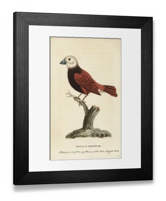 Framed Print : White headed munia (Malacca grosbeak), Lonchura maja Framed Print : White headed munia (Malacca grosbeak), Lonchura maja