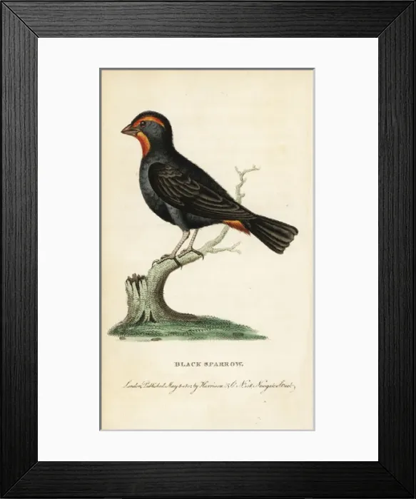 Framed Print : Lesser Antillean bullfinch, Loxigilla noctis Framed Print : Lesser Antillean bullfinch, Loxigilla noctis