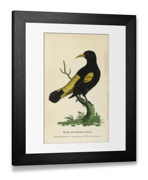 Framed Print : Yellow rumped cacique, Cacicus cela