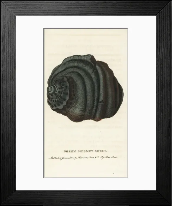 Framed Print : Green helmet shell, Cassidae species Framed Print : Green helmet shell, Cassidae species