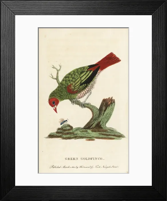 Framed Print : Green-winged pytilia, Pytilia melba Framed Print : Green-winged pytilia, Pytilia melba