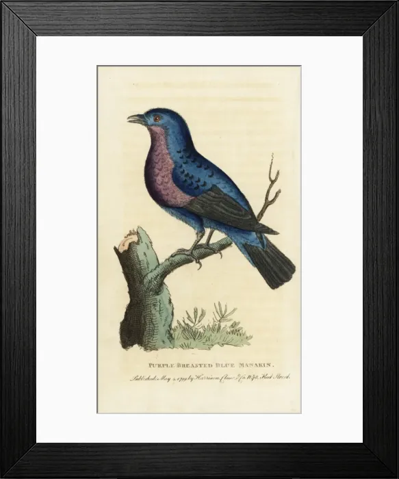 Framed Print : Purple-breasted continga, Cotinga cotinga Framed Print : Purple-breasted continga, Cotinga cotinga