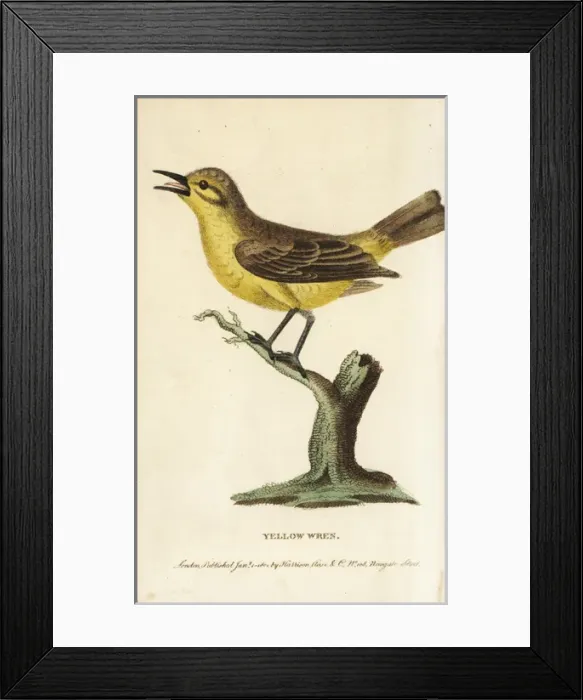 Framed Print : Willow warbler, Phylloscopus trochilus Framed Print : Willow warbler, Phylloscopus trochilus