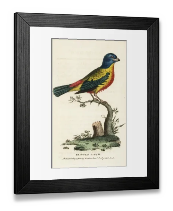 Framed Print : Painted bunting, Passerina ciris, male Framed Print : Painted bunting, Passerina ciris, male