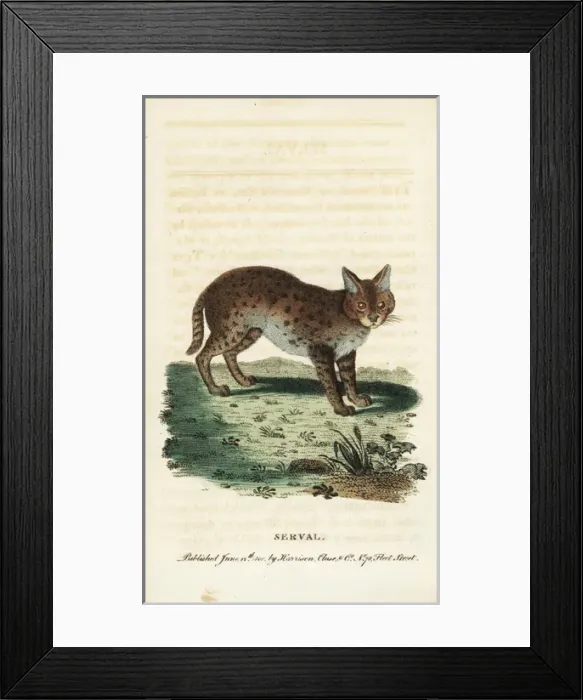 Framed Print : Serval cat, Leptailurus serval Framed Print : Serval cat, Leptailurus serval