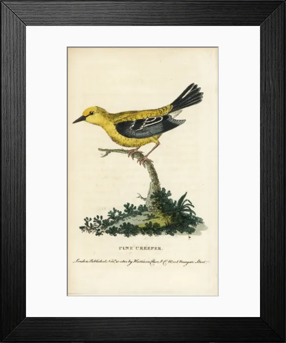 Framed Print : Pine warbler, Setophaga pinus Framed Print : Pine warbler, Setophaga pinus