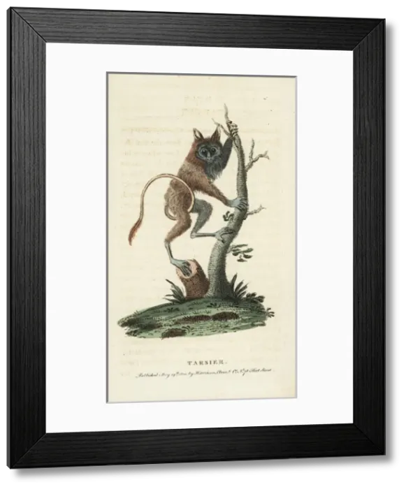 Framed Print : Siau Island tarsier, Tarsius tumpara Framed Print : Siau Island tarsier, Tarsius tumpara