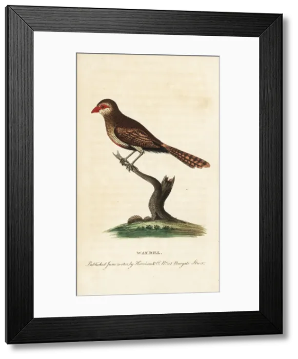 Framed Print : Waxbill, Estrilda astrild Framed Print : Waxbill, Estrilda astrild
