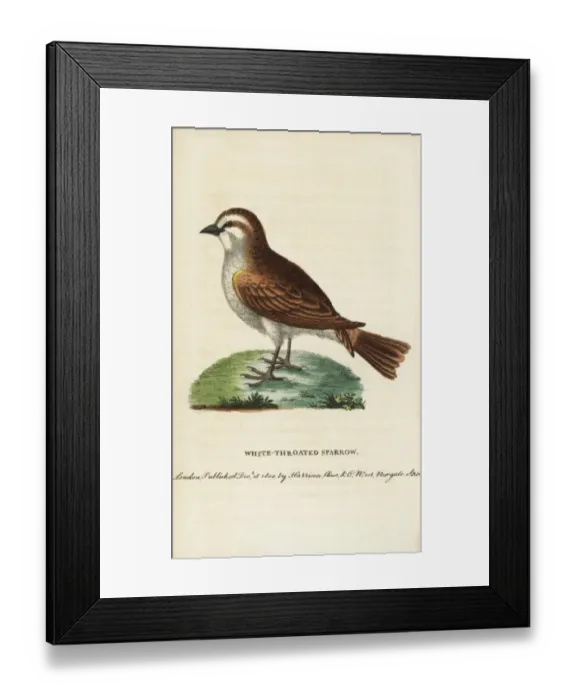 Framed Print : White throated sparrow, Zonotrichia albicollis Framed Print : White throated sparrow, Zonotrichia albicollis