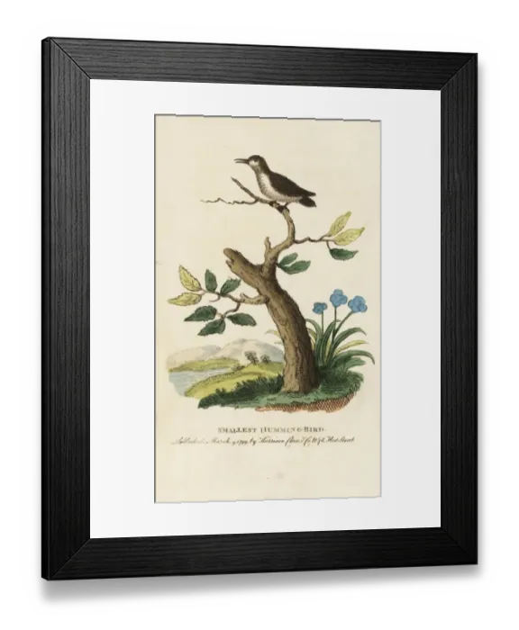 Framed Print : Smallest or bee hummingbird, Mellisuga helenae Framed Print : Smallest or bee hummingbird, Mellisuga helenae
