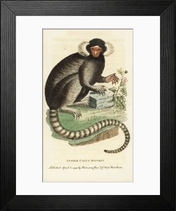 Framed Print : Common marmoset, Callithrax jacchus Framed Print : Common marmoset, Callithrax jacchus